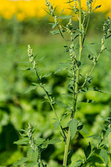 Chenopodium album, edible plant, common names include lamb's quarters, melde, goosefoot, white goosefoot, wild spinach, bathua and fat-hen
