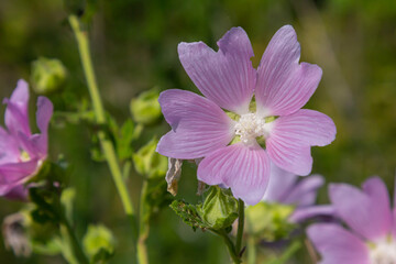 Fototapeta premium Close-up of beautiful flowers in the sun in spring. Malva common. Malva sylvestris. Common mallow
