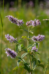 In the summer, long-leaved mint Mentha longifolia grows in the wild