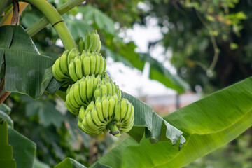 Fresh green bananas growing on a tree with large tropical leaves in natural outdoor environment