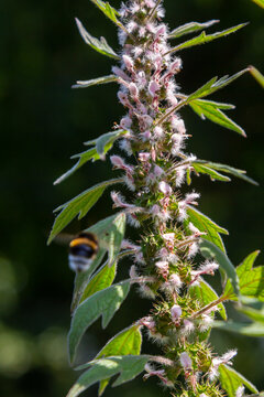 Leonurus cardiaca, known as motherwort. Other common names include throw-wort, lion's ear, and lion's tail. Medicinal plant. Grows in nature