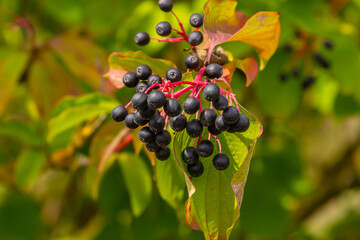 Cornus sanguinea is a perennial plant of the sod family. A tall shrub with small flowers and black...