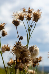 Obraz premium Centaurea scabiosa subsp. apiculata, Centaurea apiculata, Compositae. Wild plant shot in summer