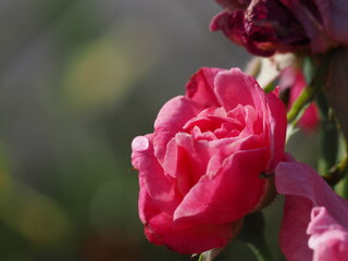 バラ園の薔薇のしずくをマクロ撮影した写真