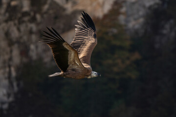 Griffon vulture flying over the Verdon Gorges in the colors of the foliage season 
