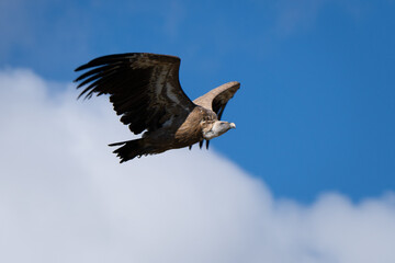 Obraz premium Flying vulture in the sky of the Gorge du Verdon in France. Close up of the big wings and beak