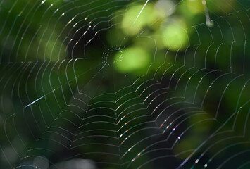 spider web in the morning