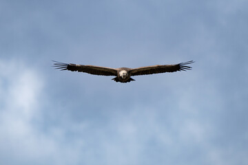 Naklejka premium Close up of a vulture flying in the sky of the Gorge du Verdon. Feathers are well visibile