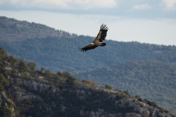 Flying vulture on Gorge du Verdon in France. Open wings detail versus the hills landscape