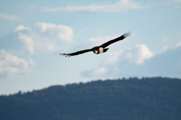 Flying vulture in the sky of the Gorge du Verdon in France. Feathers are well visibile