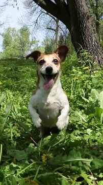 Adorable active dog dancing jumping on green grass waiting to fetch a disc toy. Happy young Jack Russell terrier playing outside in the summer park chasing toy. Vertical video footage 9:16