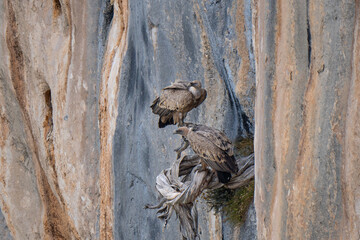 Vulture nesting in the rock of the Gorge du Verdon in France