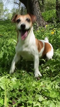 Happy crazy running dancing dog fetching a toy in green nature location outdoors with flowers and grass. Playing pet Jack Russell terrier wide wide happy smile. Vertical video footage 9:16