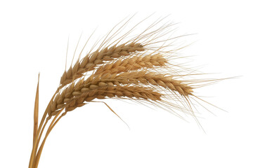 wheat ears isolated on white