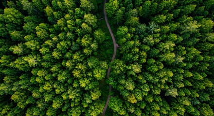Aerial view of a dense forest with a winding path cutting through the green canopy