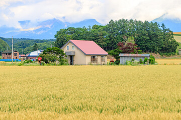 Obraz premium Countryside House with Red Roof in Golden Wheat Field with Mountain View, Biei, Hokkaido, Japan