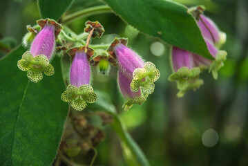 the pink flowers of a kohleria warszewiczii