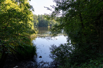 A pond with a tree in the background