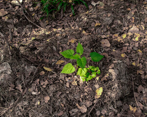 young green plant in soil