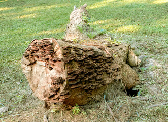 toppled tree stump with growth on it