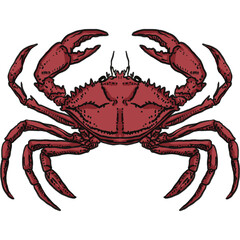 Detailed Red Crab Illustration – Marine Animal Art