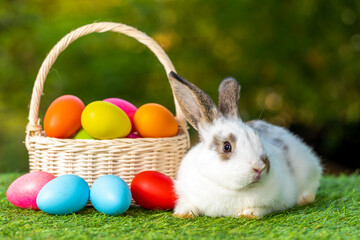 Bunny easter fluffy rabbit with basket full of colorful easter eggs on green garden nature flowers background on sunny day, Lovely mammal with bright eyes in nature life. Symbol of easter day. 