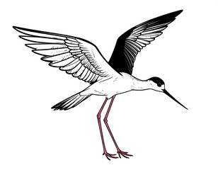 Fototapeta premium Black-winged Stilt in flight