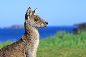 kangaroo in the grass