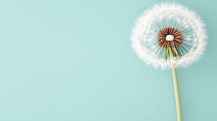 Detailed Dandelion Seed Head on Teal Background
