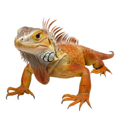 Obraz premium Vibrant Iguana with Detailed Scales and Unique Color Patterns in Natural Pose against a Light Background transparent background