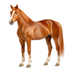 Obraz premium Majestic chestnut horse standing gracefully with shiny coat and powerful build against a clean white background transparent background