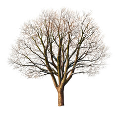Obraz premium Detailed depiction of a winter tree with no leaves, showcasing intricate branches and a natural, realistic appearance transparent background