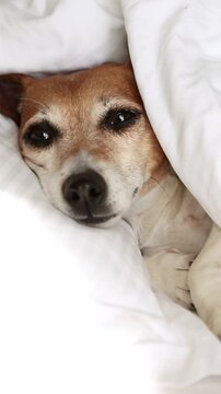 sleepy dog lies in a bed with white bedding, covered with a blanket. His eyes slowly close and he falls asleep. Complete relaxation. 9:16 vertical video footage