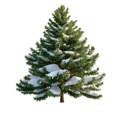 Fototapeta premium Lush Green Pine Tree with Snowy Branches in a Winter Wonderland Setting, Perfect for Holiday and Nature Themes transparent background