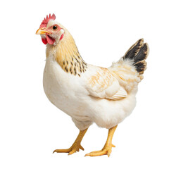 Fototapeta premium Domestic Chicken Standing Gracefully on Solid Surface with Calm Expression and Bright Feathers transparent background