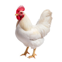 Fototapeta premium Close-Up of a Proud White Chicken with Red Comb Standing on White Background Exhibiting Farm Animal Characteristics transparent background