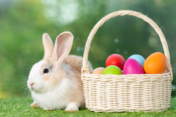 Bunny easter fluffy rabbit with basket full of colorful easter eggs on green garden nature flowers background on sunny day, Lovely mammal with bright eyes in nature life. Symbol of easter day. 