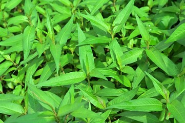 Plants, vegetables, Thai herbs, leafy vegetables, Thai herbs, food, turmeric, lemongrass, kaffir lime leaves