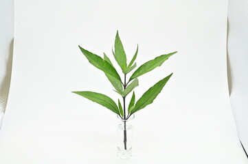 Plants, vegetables, Thai herbs, leafy vegetables, Thai herbs, food, turmeric, lemongrass, kaffir lime leaves