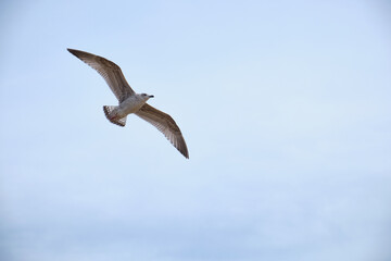A single seagull in flight, captured from a low angle. It is flying through a bright, clear sky, with wings fully extended. Copy space
