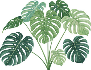 Vector art of watercolor painting of a monstera plant with vibrant green leaves and intricate cutouts, , showcasing its tropical beauty and unique foliage in a botanical style