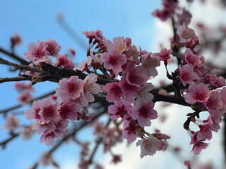 Close-up of pink cherry blossoms (sakura) on a branch with a soft focus blue sky background