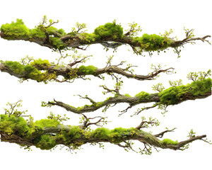mossy branches set  isolated on a transparent background.