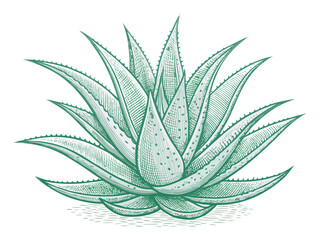 Vector art of detailed aloe vera plant illustration, showcasing intricate line work and botanical details, perfect for natural health and wellness designs