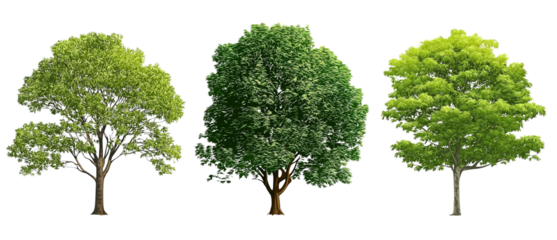 three green trees in different sizes and shapes, isolated on a white background