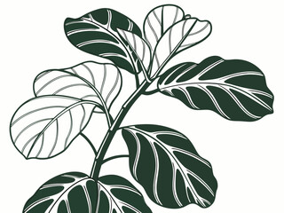 Vector art of detailed line art illustration of a fiddle leaf fig plant, , showcasing the intricate venation and unique shape of its leaves, perfect for botanical studies and design projects