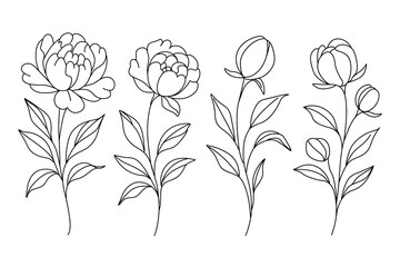 Outline peony flowers with leaves and buds botanical lineart illustration isolated on white background