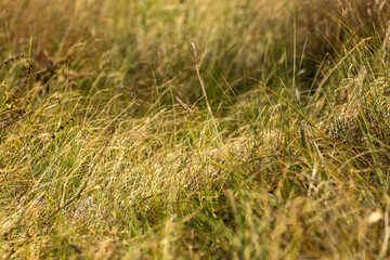 Autumn Nature Landscape with Wildlife and Plants