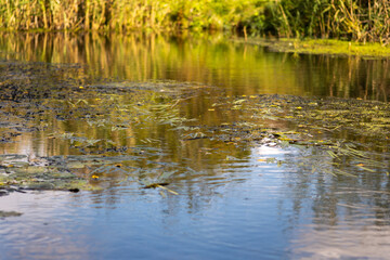 Autumn Nature Landscape with Wildlife and Plants