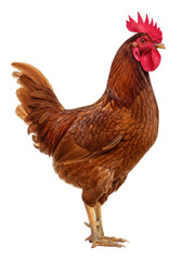 Fototapeta premium A healthy adult brown domestic rooster with rich brown and reddish-brown feathers, vivid crimson comb, standing alert on a transparent background, detailed poultry study